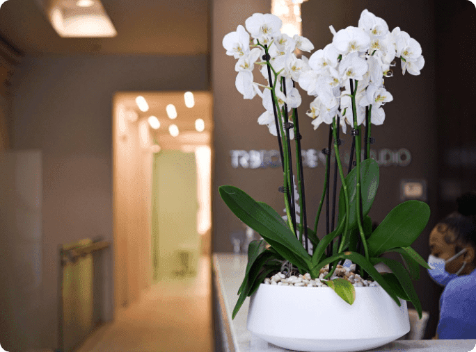 Tribeca Dental Studio Luxury Background